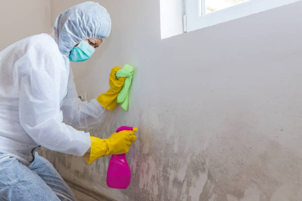 Best Residential Mold Inspection & Testing  in El Mirage, AZ